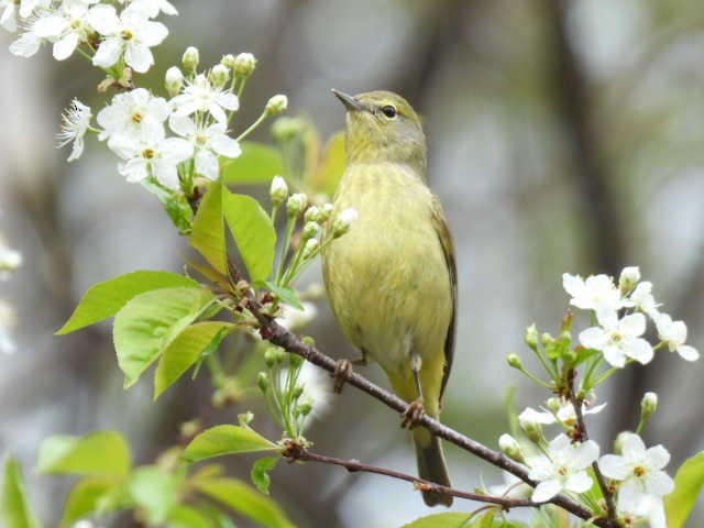 Orange-crowned Warbler - ML636272716