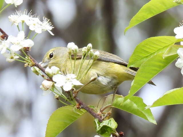 Orange-crowned Warbler - ML636272717