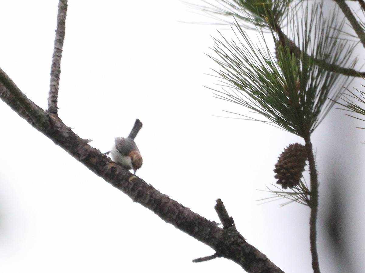 Brown-headed Nuthatch - ML636272829