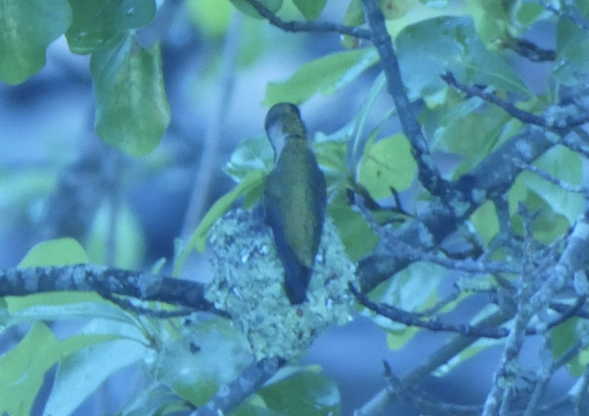 Ruby-throated Hummingbird - ML636272882