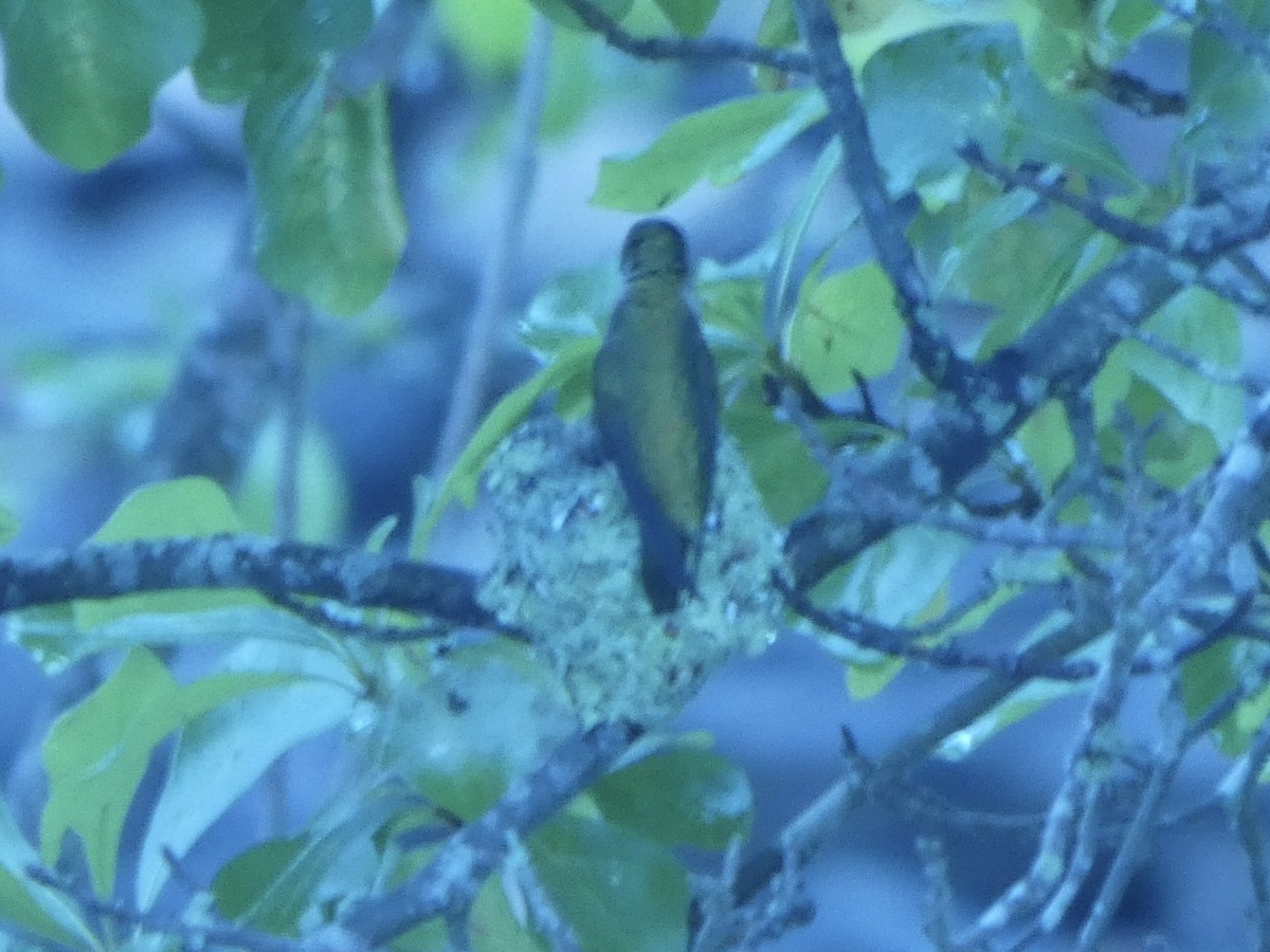 Ruby-throated Hummingbird - ML636272883