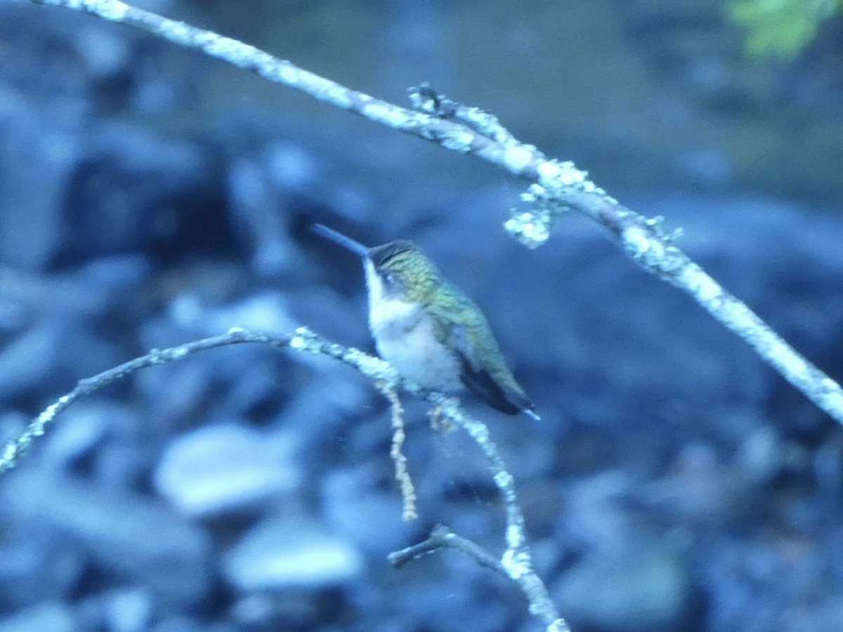 Ruby-throated Hummingbird - ML636272884