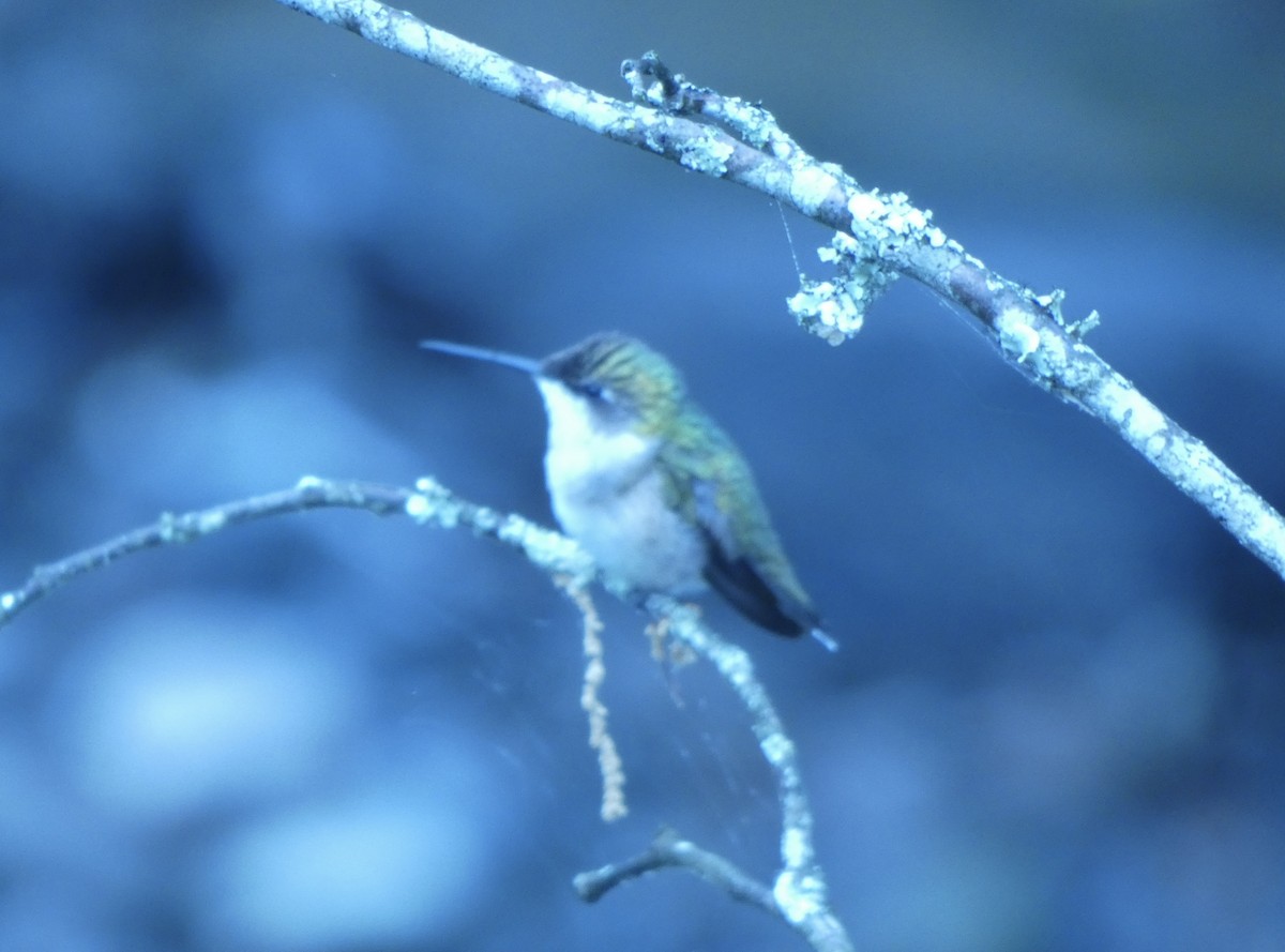 Ruby-throated Hummingbird - ML636272885