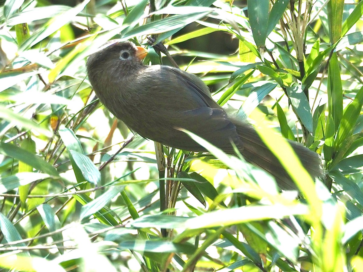 Great Parrotbill - ML636272941
