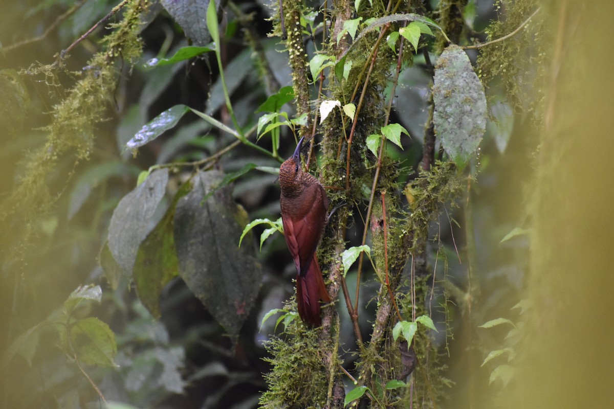 Northern Barred-Woodcreeper - ML636273104