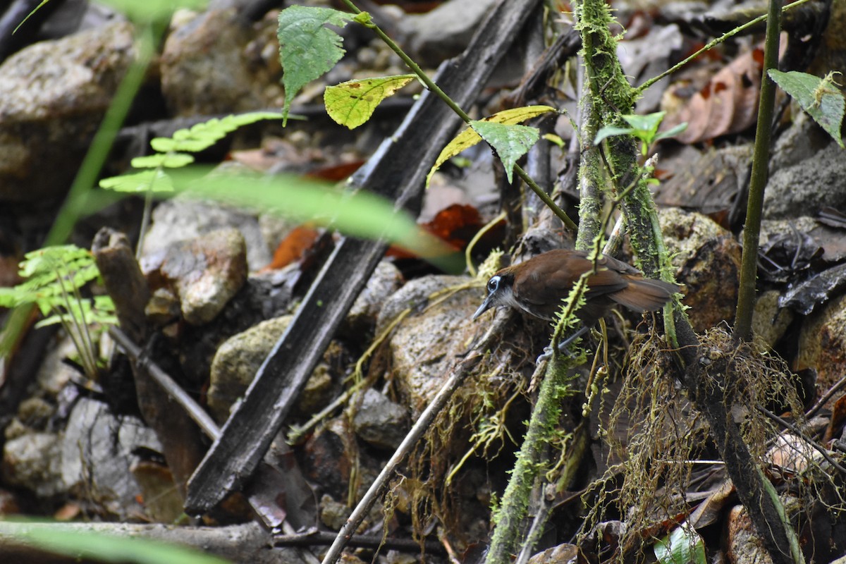 Bicolored Antbird - ML636273157