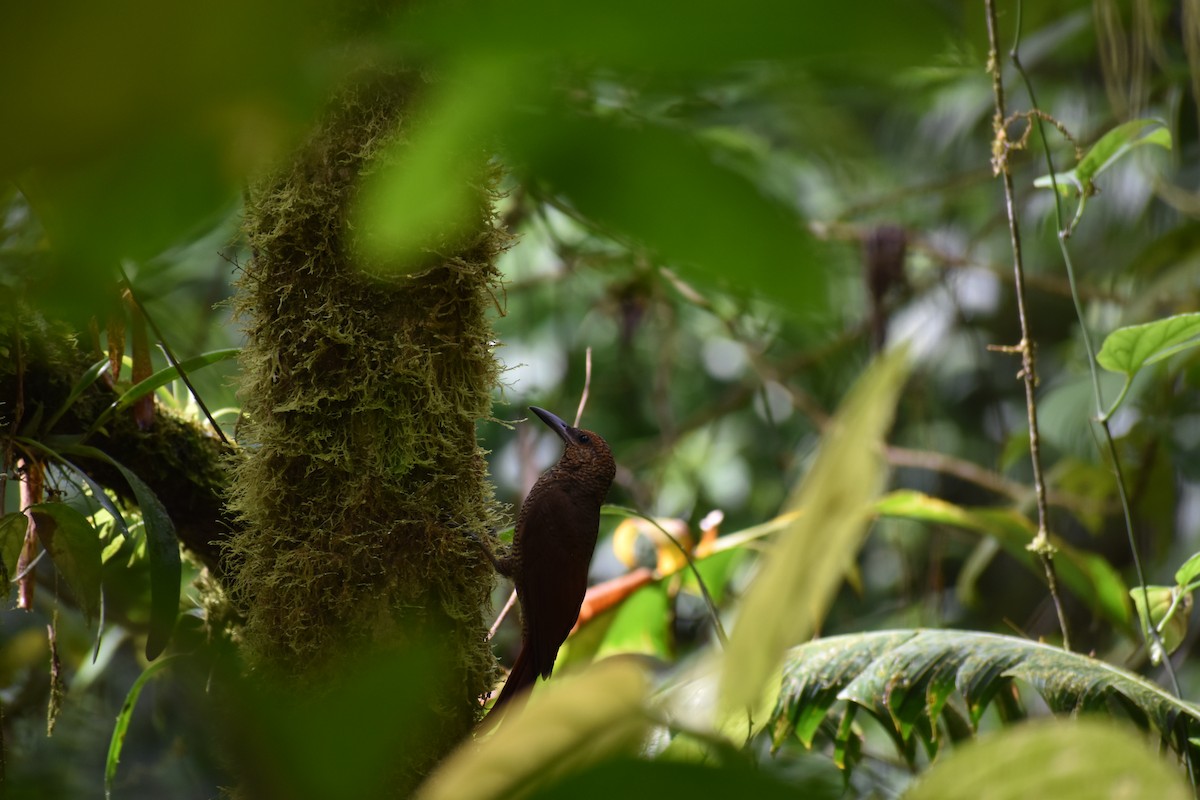 Northern Barred-Woodcreeper - ML636273167