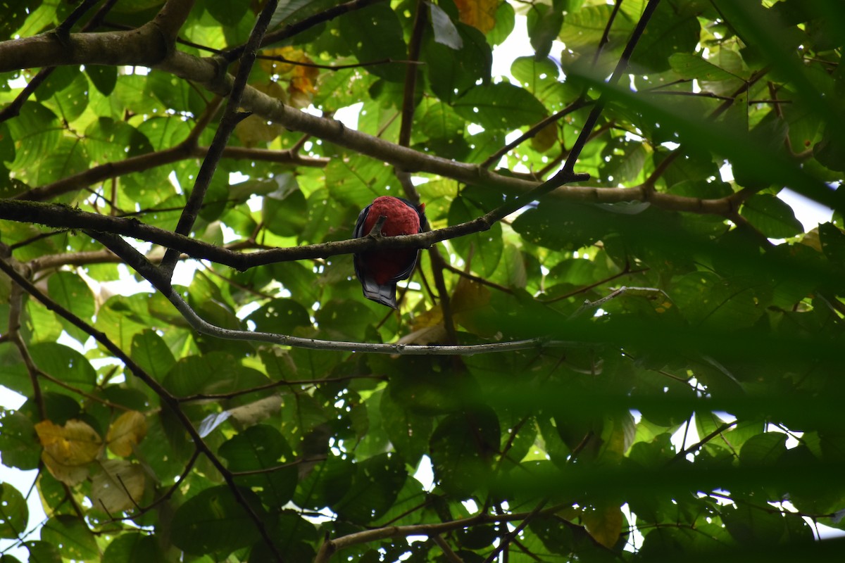 Slaty-tailed Trogon - ML636273183