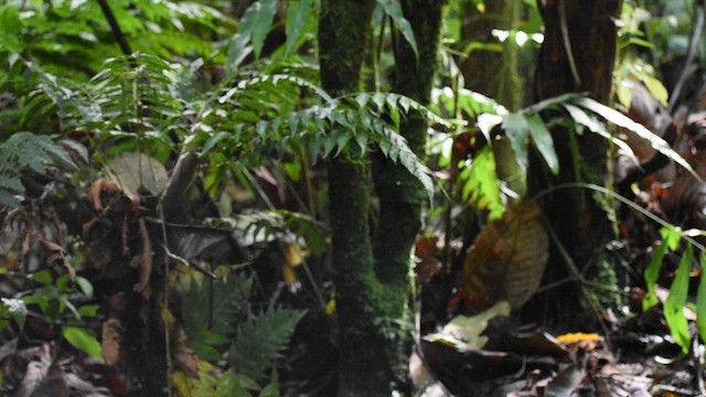 Thicket Antpitta - ML636273219