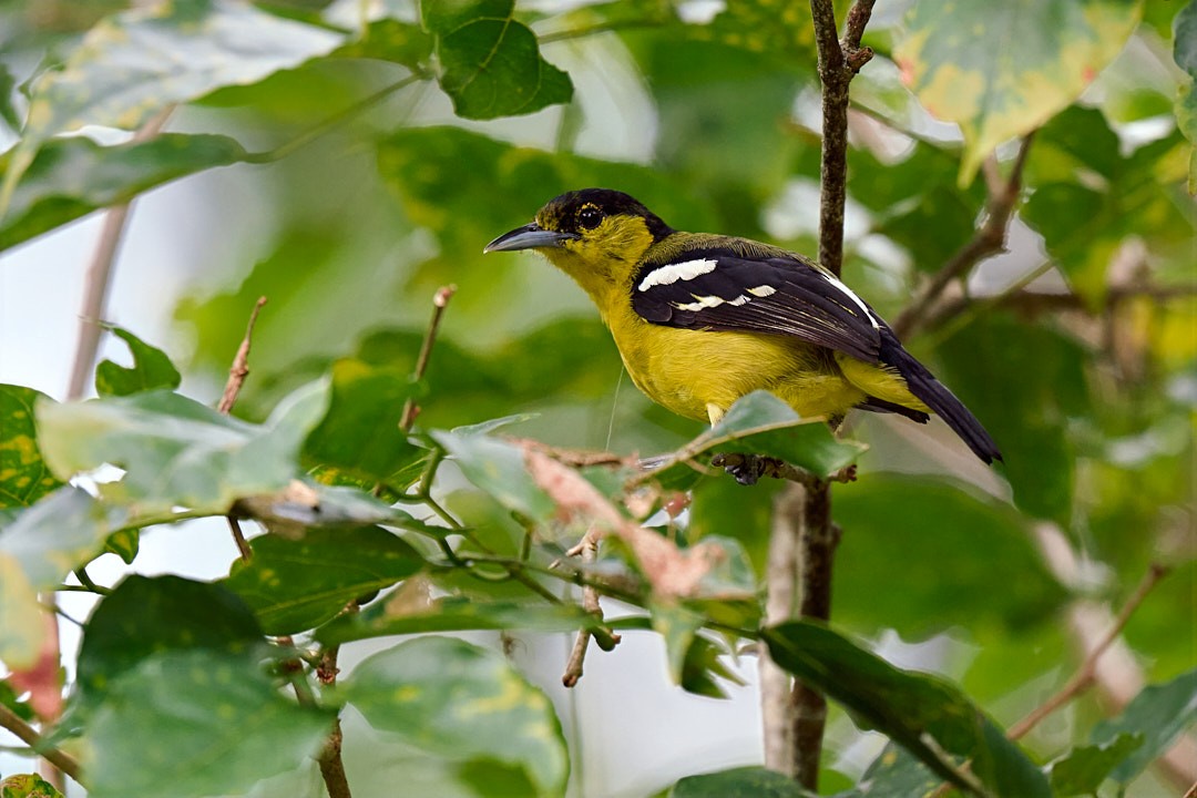 Common Iora - ML636273220