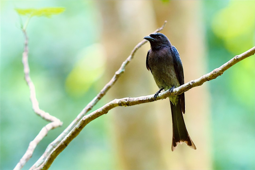White-bellied Drongo - ML636273223