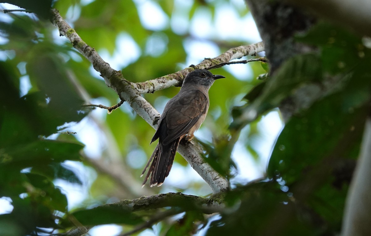 Sahul Brush Cuckoo - ML636273276