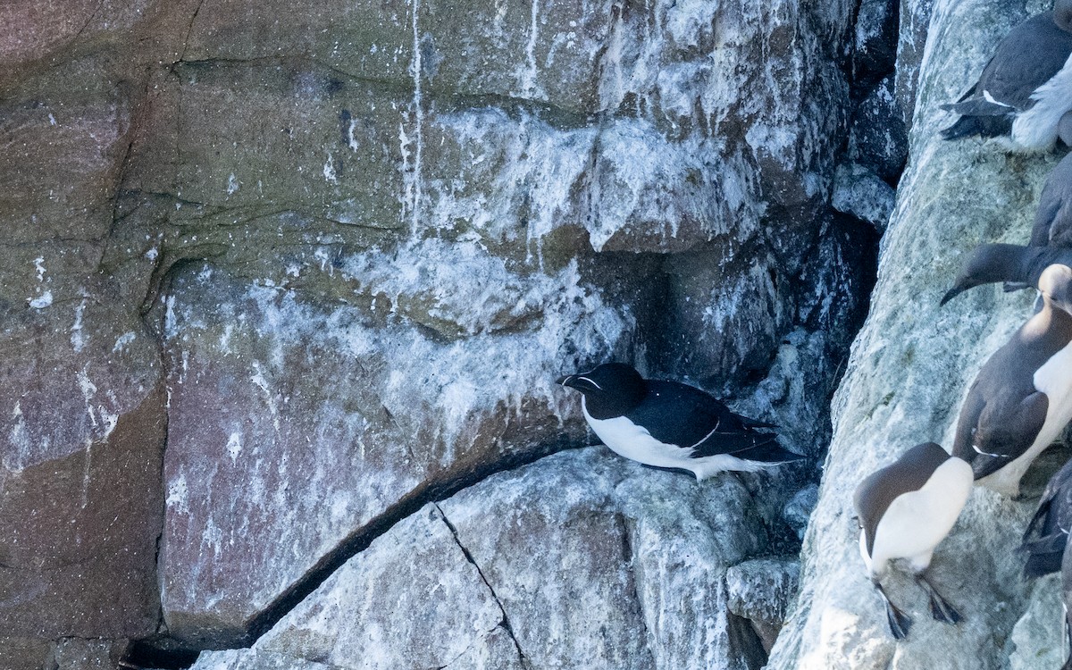 Razorbill - ML636273452