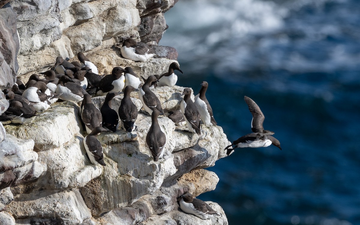 Common Murre - ML636273458
