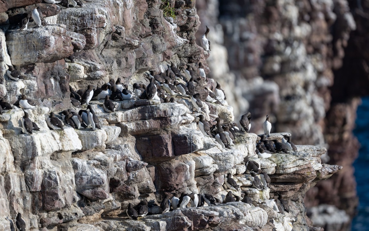 Common Murre - ML636273459