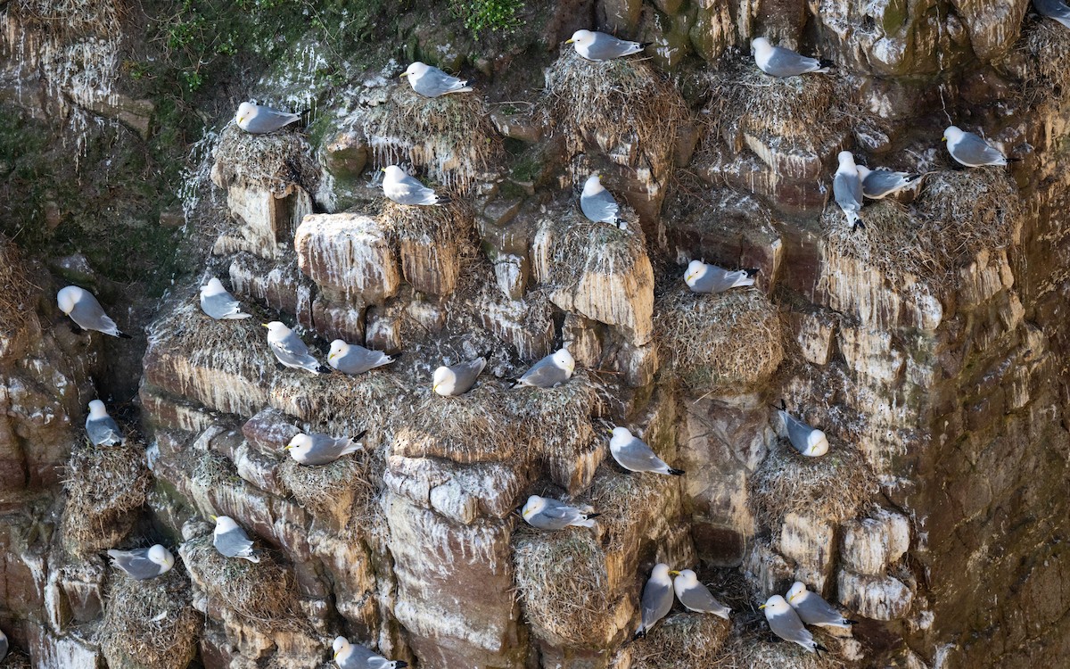 Black-legged Kittiwake - ML636273461