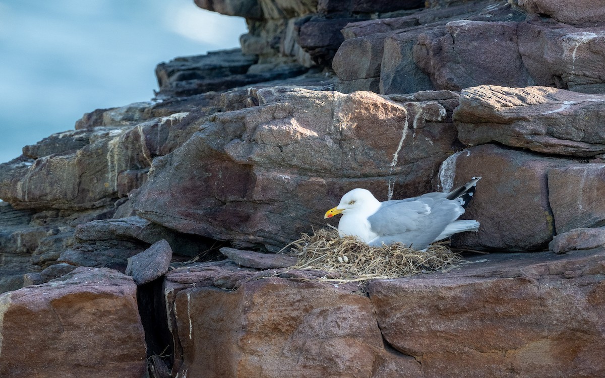 European Herring Gull - ML636273462