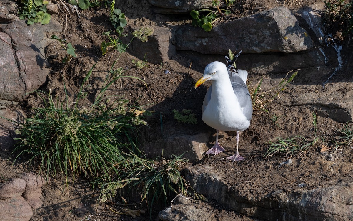 European Herring Gull - ML636273463