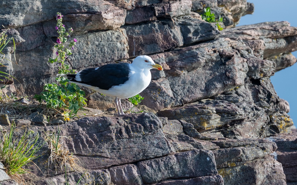 Great Black-backed Gull - ML636273465