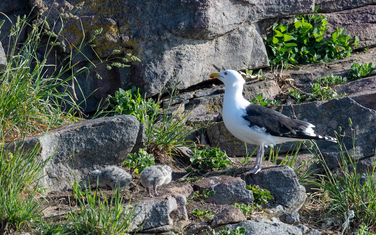 Great Black-backed Gull - ML636273466