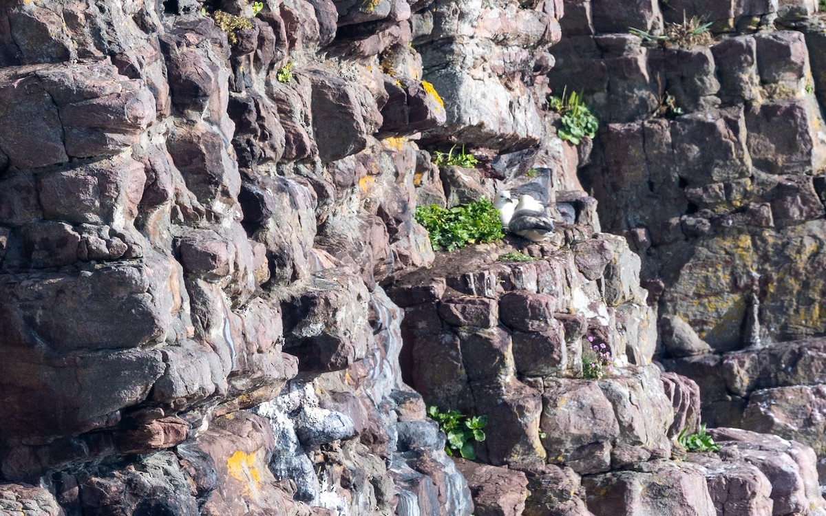 Northern Fulmar - ML636273469