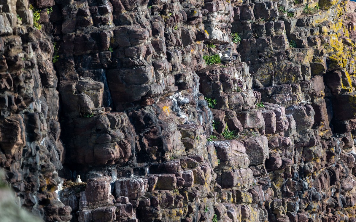 Northern Fulmar - ML636273470