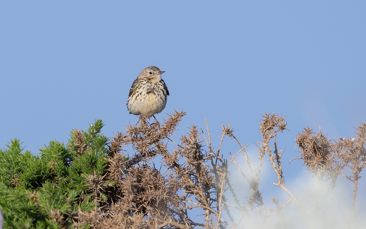 Rock Pipit - ML636273473