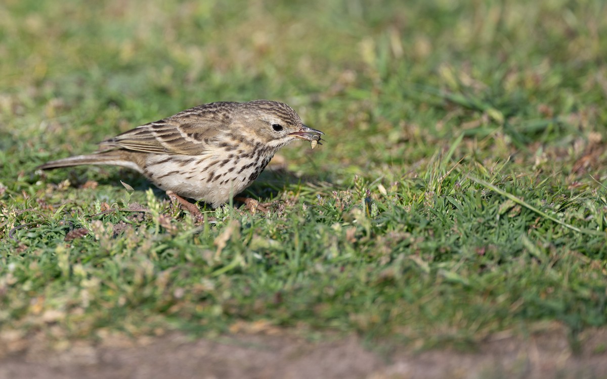 Rock Pipit - ML636273474
