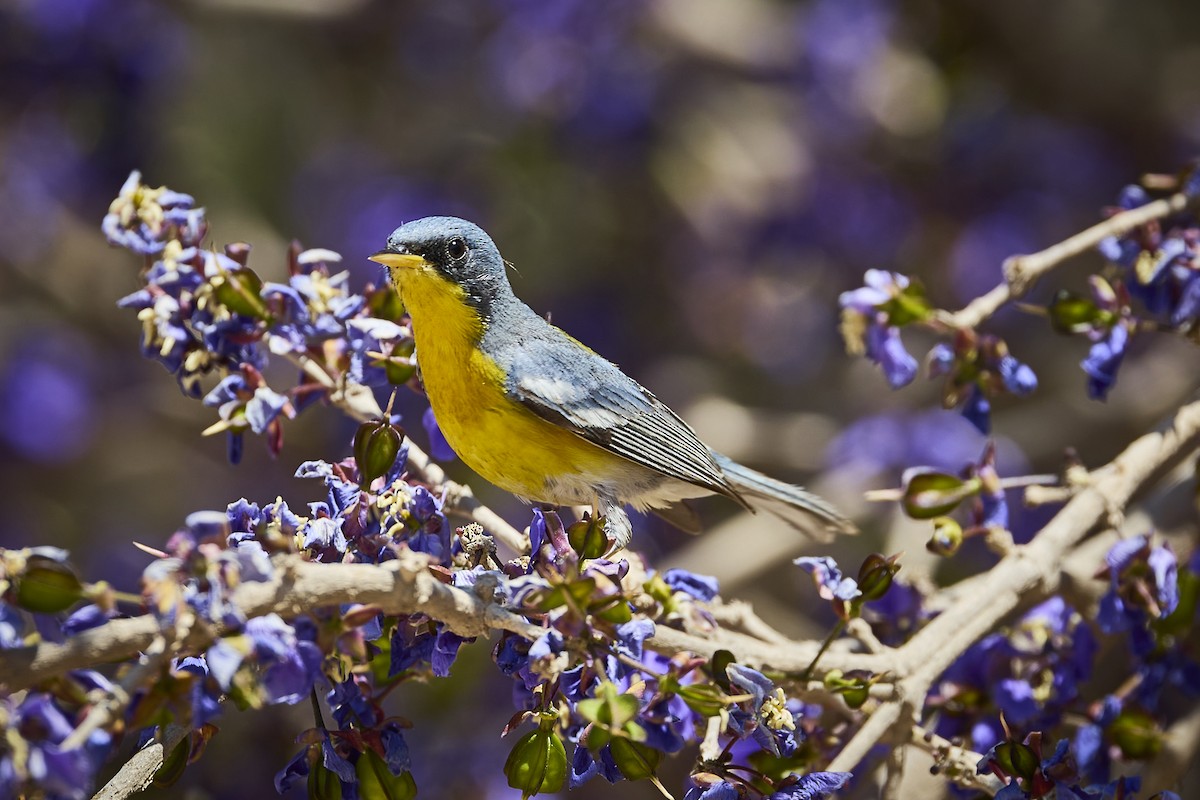 Tropical Parula - ML636273487