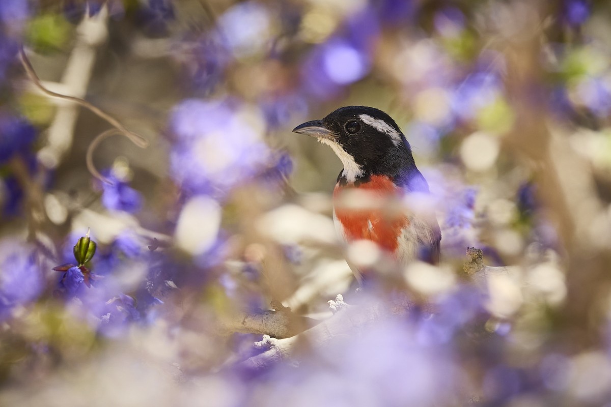 Red-breasted Chat - ML636273495