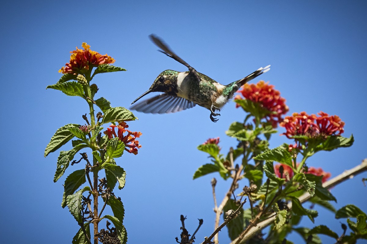 Sparkling-tailed Hummingbird - ML636273588