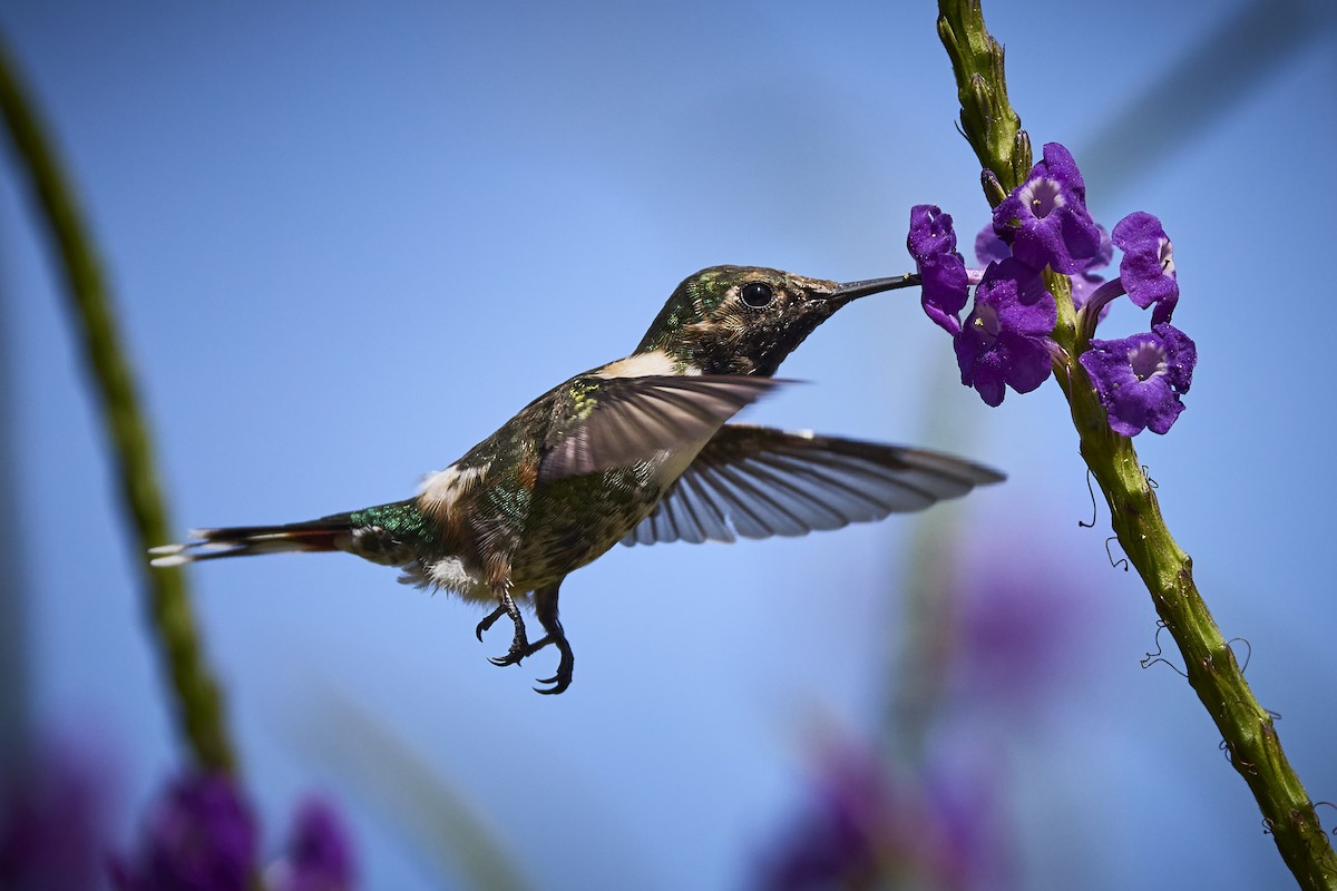 Sparkling-tailed Hummingbird - ML636273589
