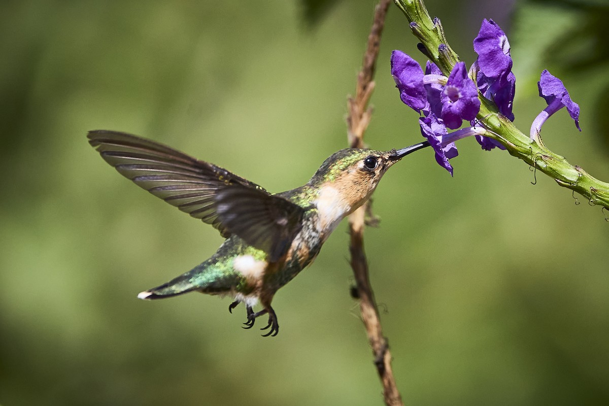 Sparkling-tailed Hummingbird - ML636273591