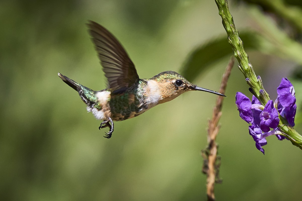 Sparkling-tailed Hummingbird - ML636273592