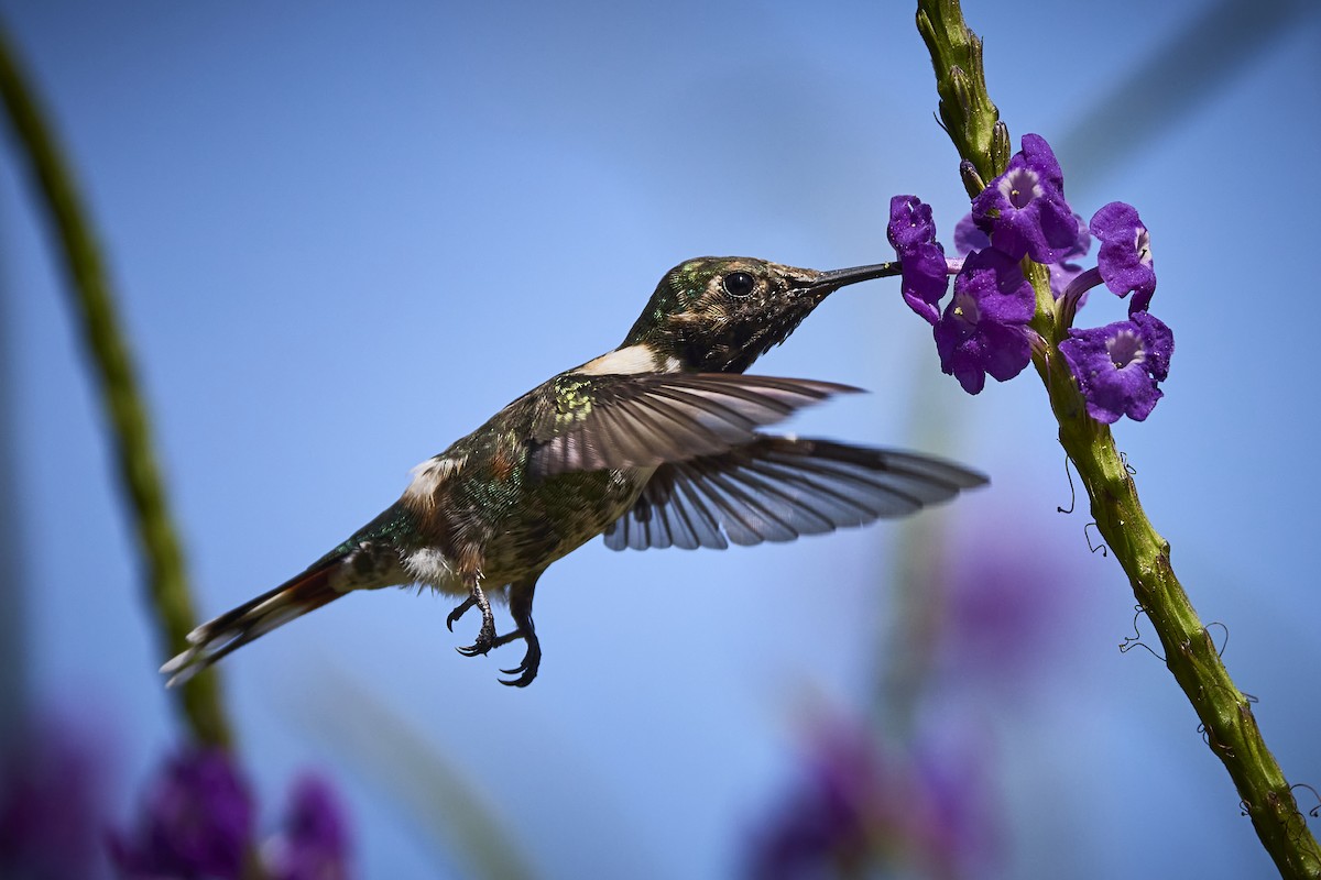 Sparkling-tailed Hummingbird - ML636273593