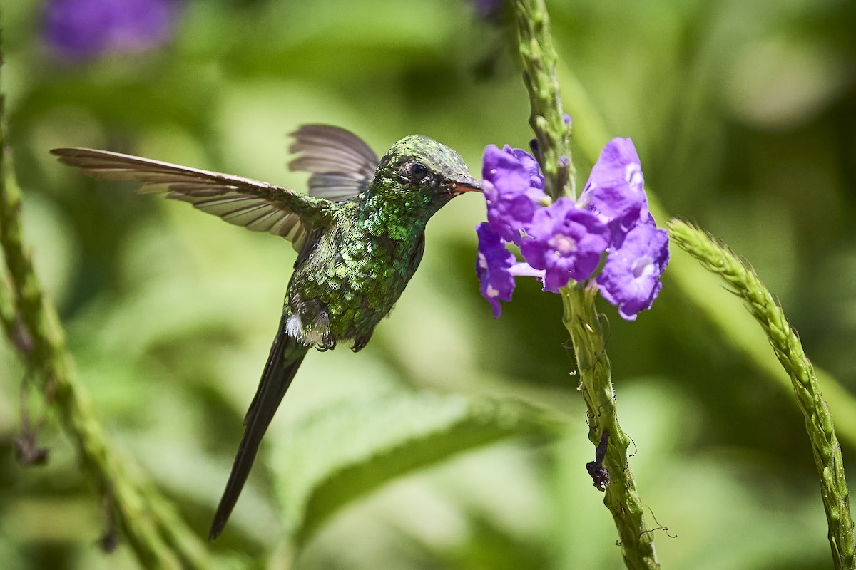 Golden-crowned Emerald - ML636273600