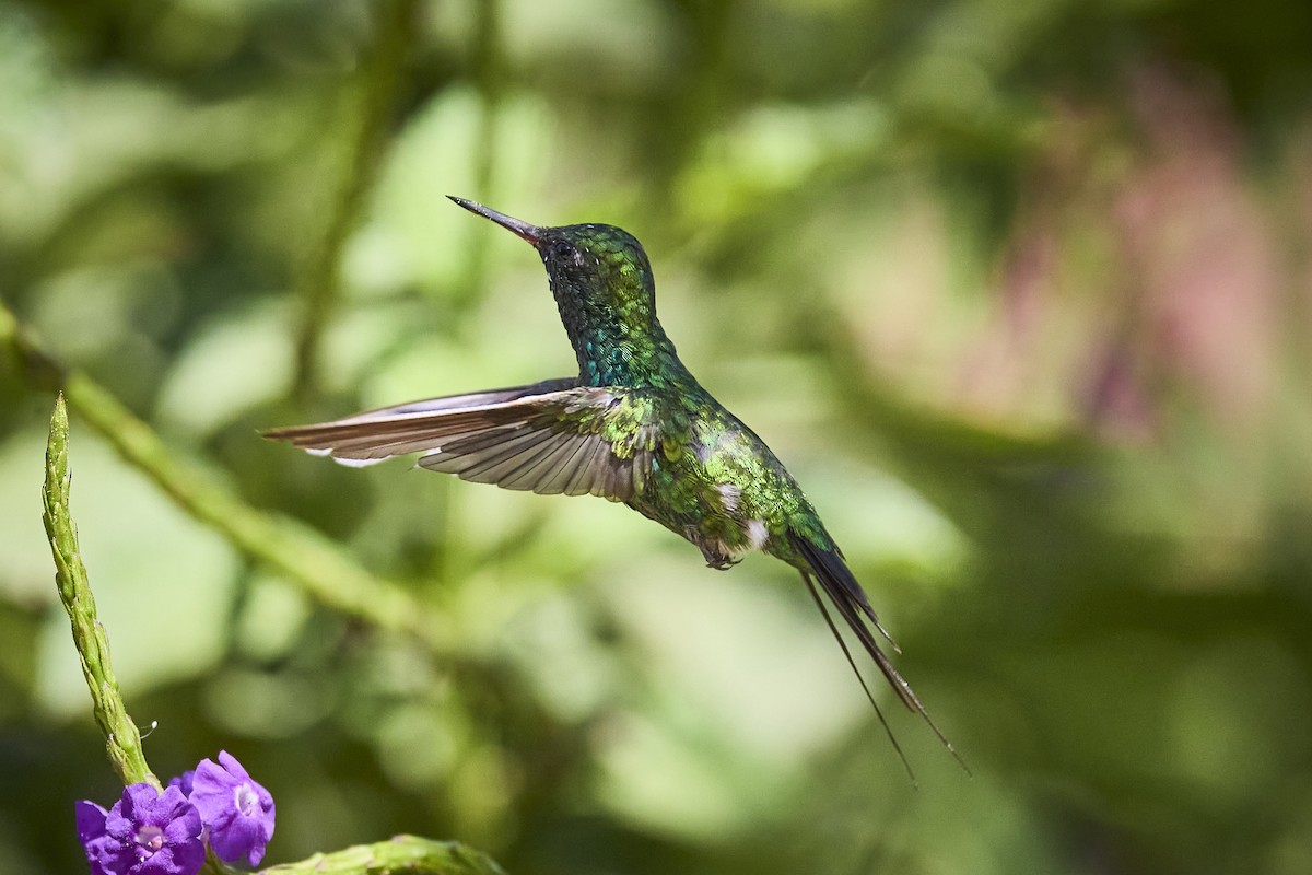 Golden-crowned Emerald - ML636273601