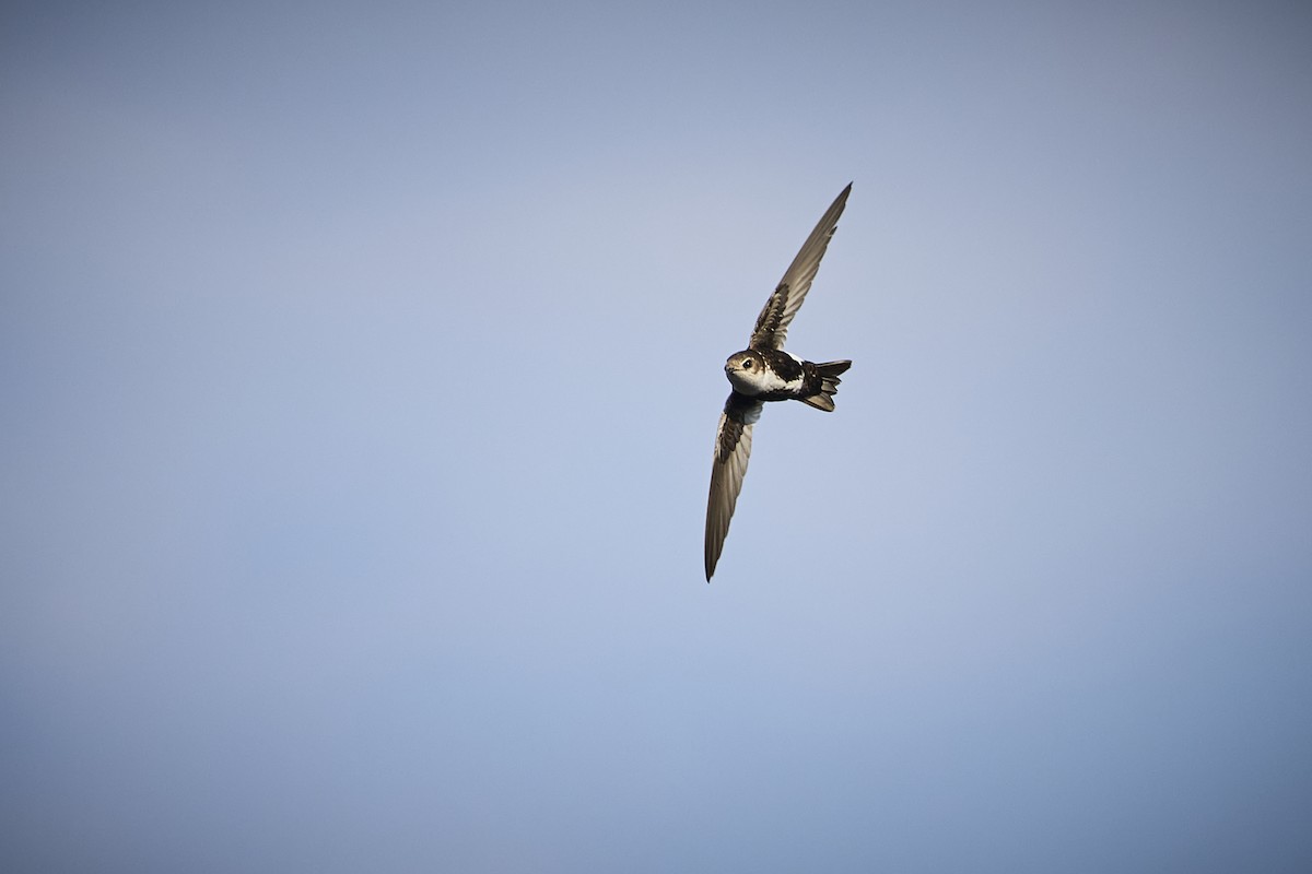 White-throated Swift - ML636273741