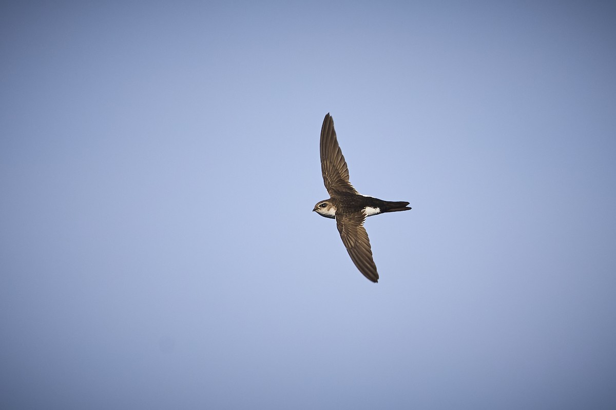 White-throated Swift - ML636273742