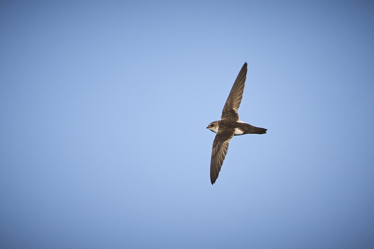 White-throated Swift - ML636273746