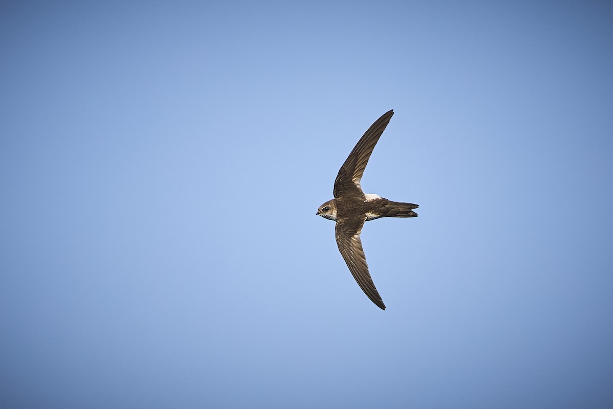 White-throated Swift - ML636273748