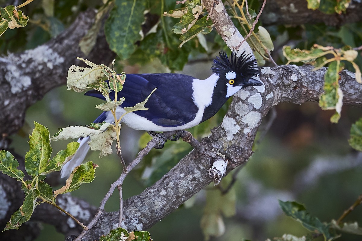 Tufted Jay - ML636273756
