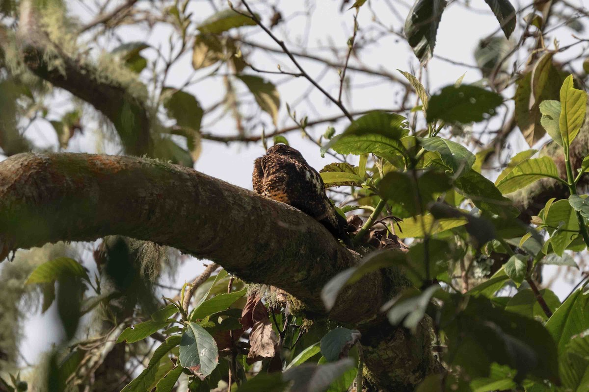 Rufous-bellied Nighthawk - ML636273764