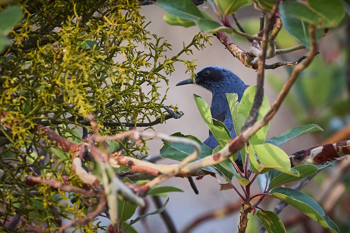 Blue Mockingbird - ML636273768