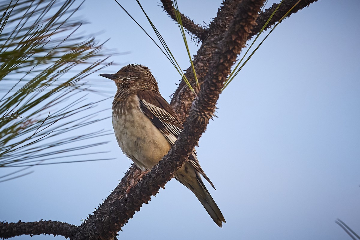 Aztec Thrush - ML636273773