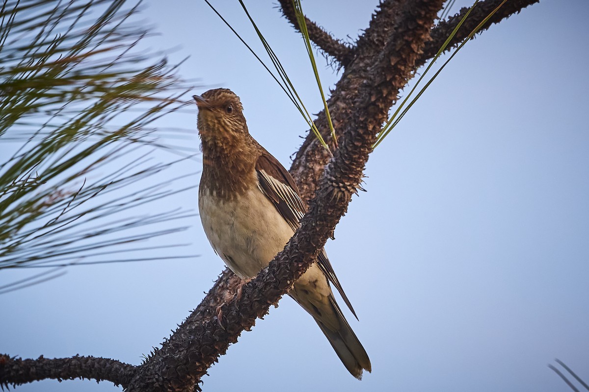 Aztec Thrush - ML636273777