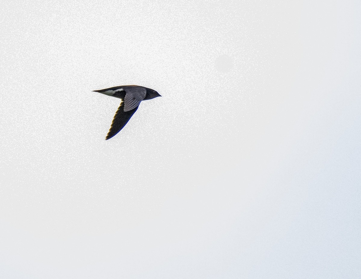 Silver-backed Needletail - ML636273779