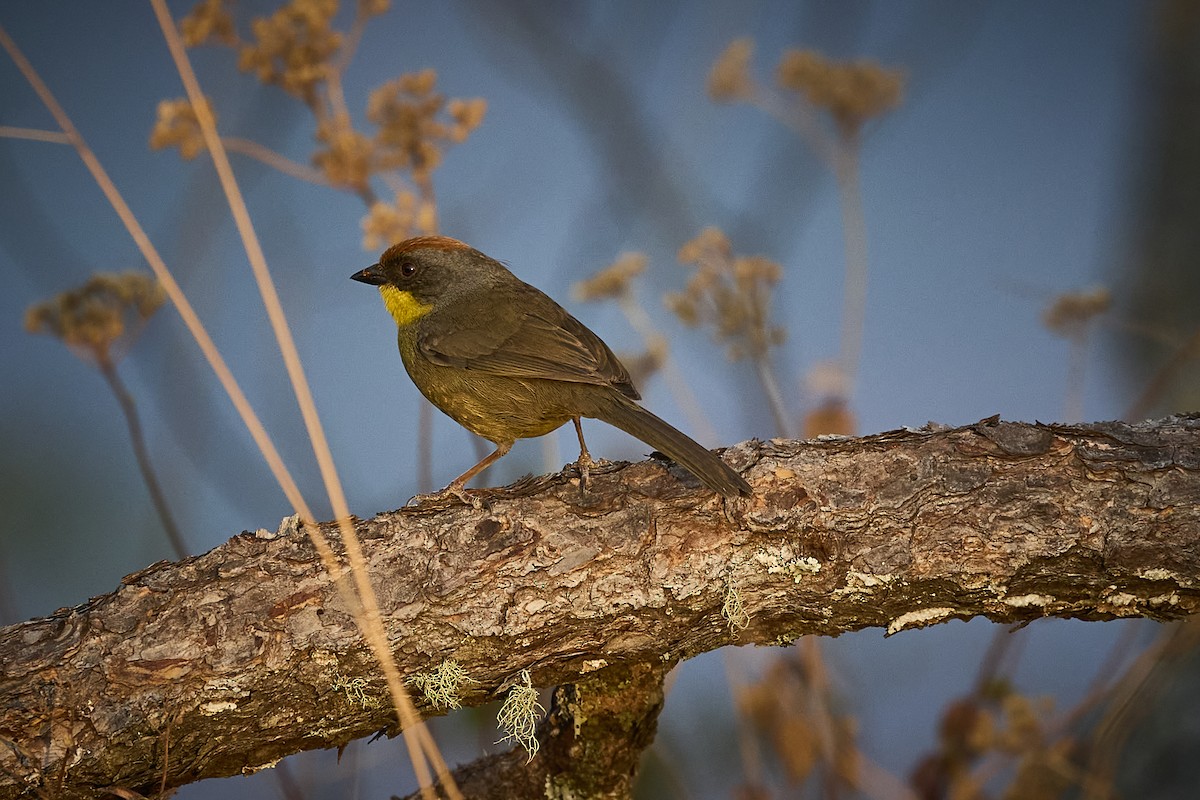 Rufous-capped Brushfinch - ML636273781