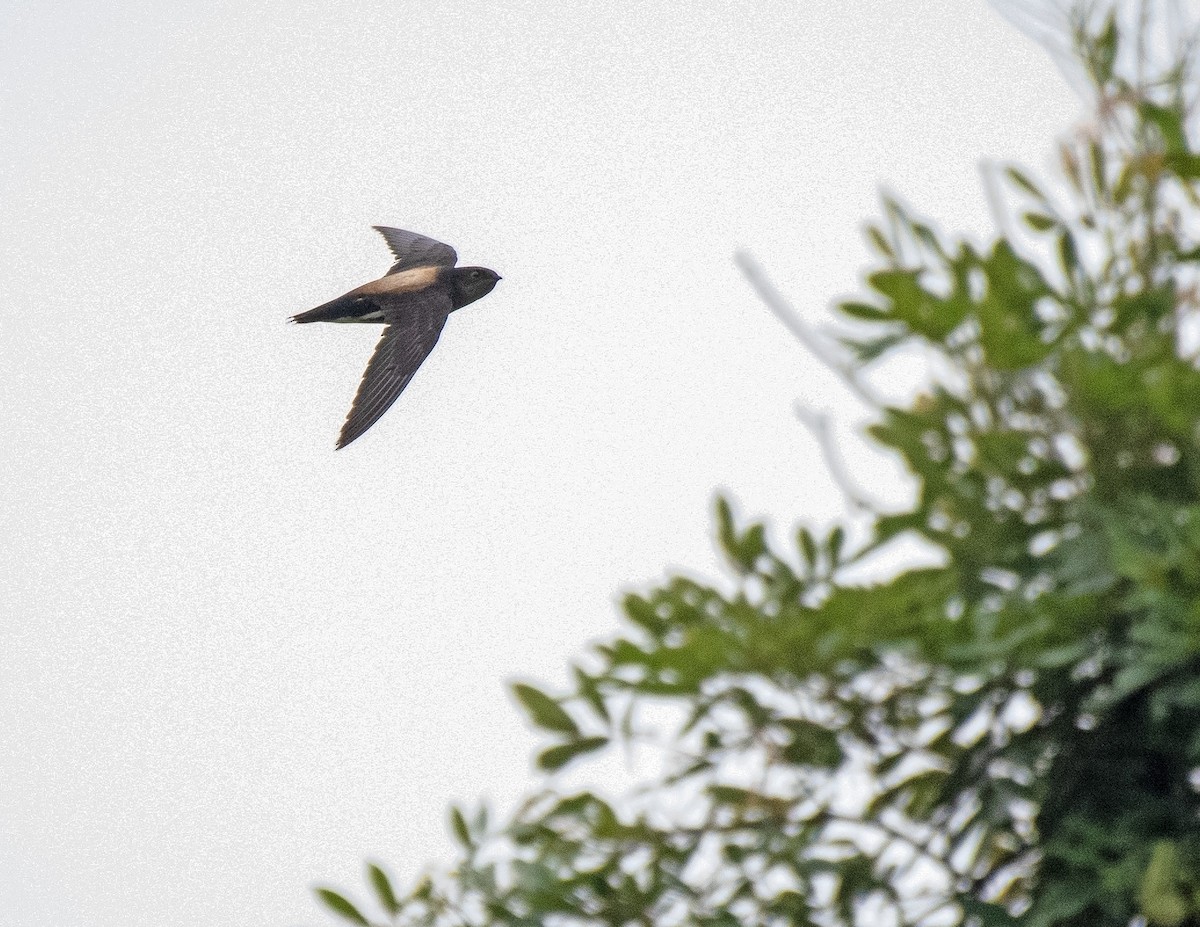 Silver-backed Needletail - ML636273783