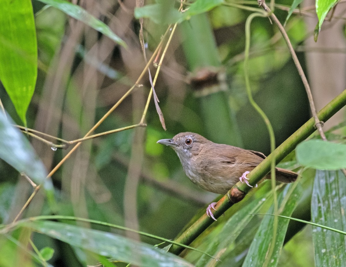 Abbott's Babbler - ML636273829